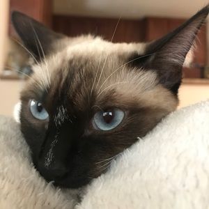 Meet your Posher, Pei-yi